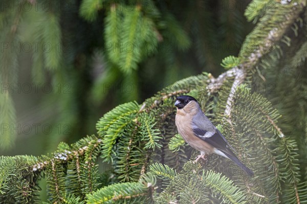 Eurasian bullfinch