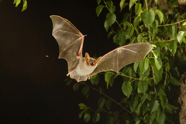 Greater mouse-eared bat