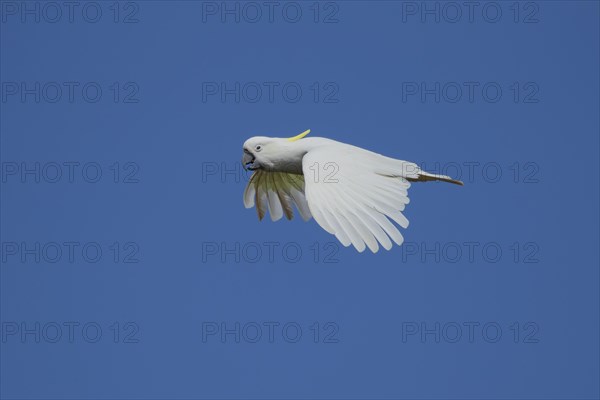 Sulphur-crested cockatoo