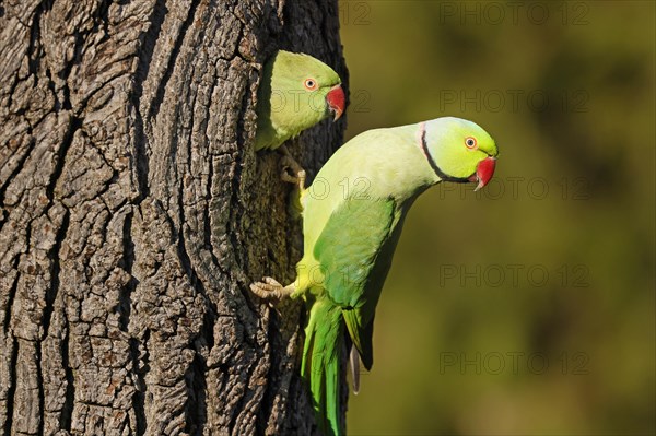 Two collared parakeets