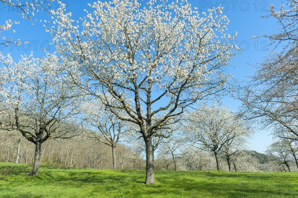 Bluehende Vogel-Kirschen