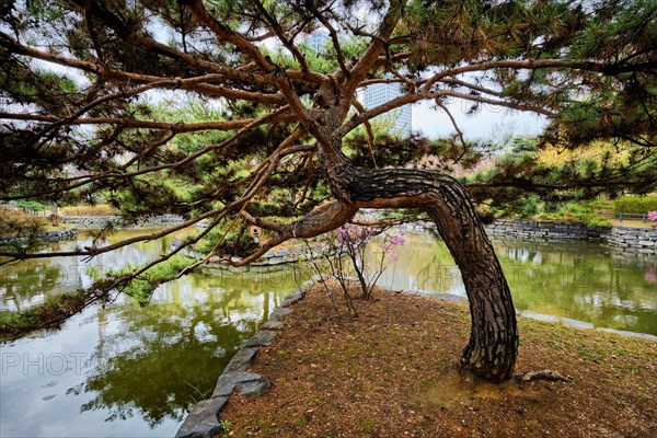 Pine tree in Yeouido Park public park in Seoul