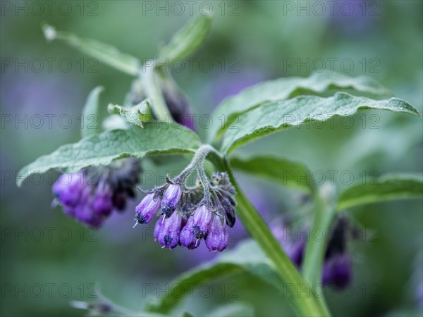 Comfrey