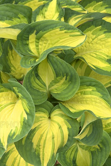 Leaves of a hosta