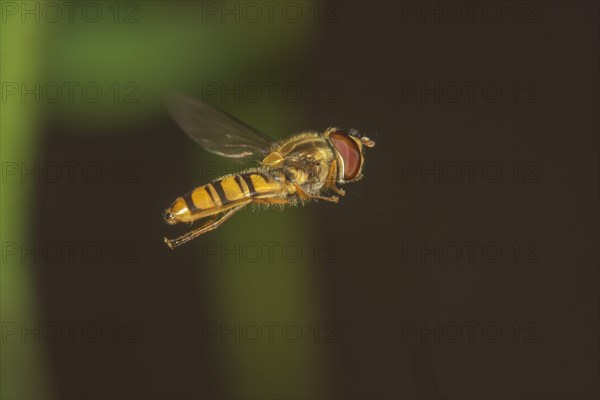 Grove or marmalade hoverfly