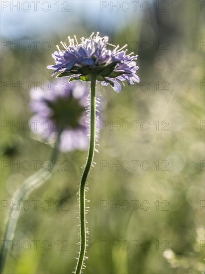 Field scabious