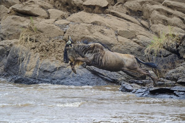 Blue wildebeest