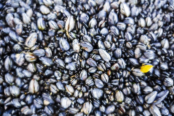 Plenty of mussels on the coast of Alentejo
