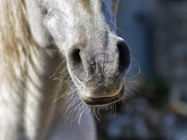 Thoroughbred Arabian