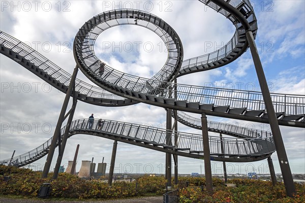 Tiger and Turtle