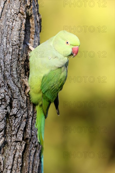 Rose-ringed parakeet