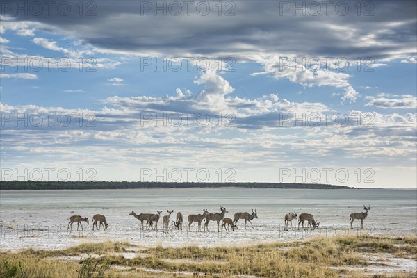 Greater kudu