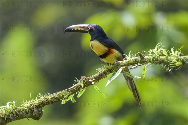 Collared aracari