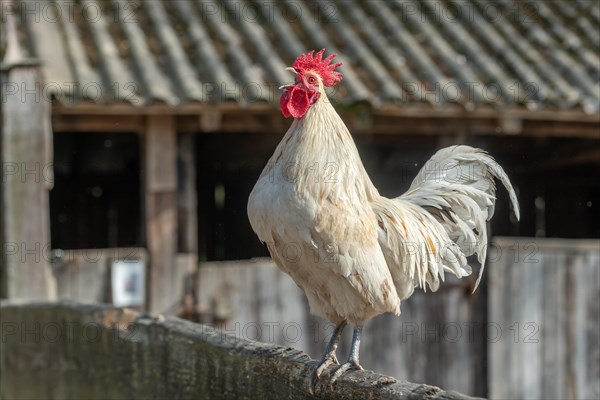 Portrait of a Rooster crowing in a farmyard. Educational Farm