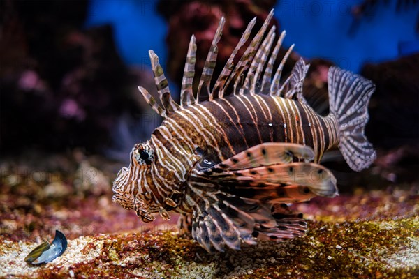 Red lionfish