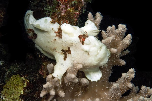 Juvenile painted frogfish