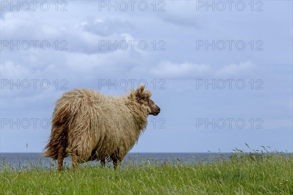 Norwegian sheep on the dike