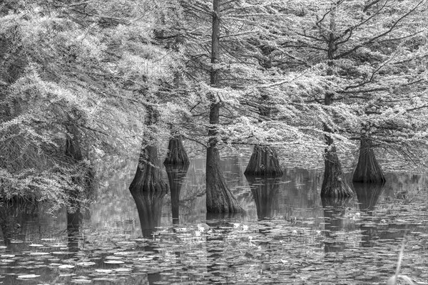 Bald cypress