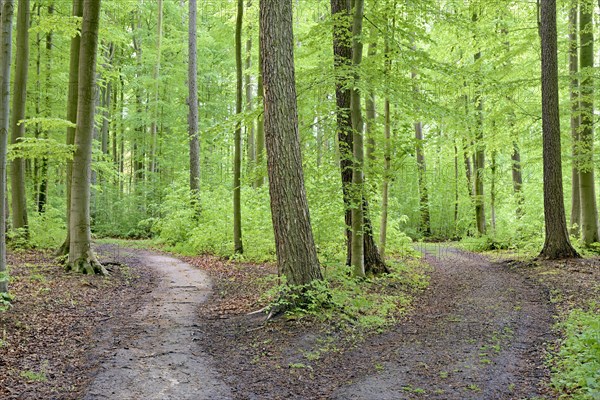 Deciduous forest in spring