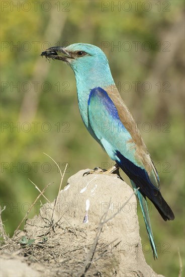 Blue european roller