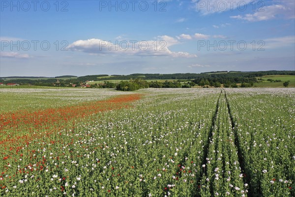 Field with Waldviertel grey poppy