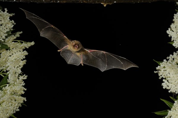 Common bent-wing bat