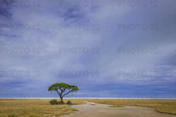 Tree at the edge of the salt pan