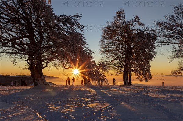 People enjoying the sunset under wind beech trees