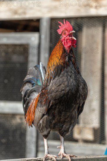 Portrait of a Rooster crowing in a farmyard. Educational Farm