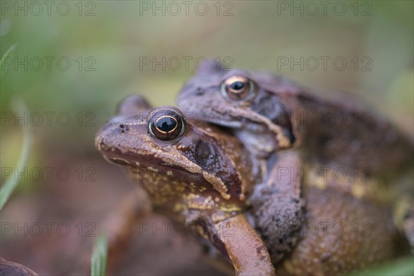 Grasfrosch