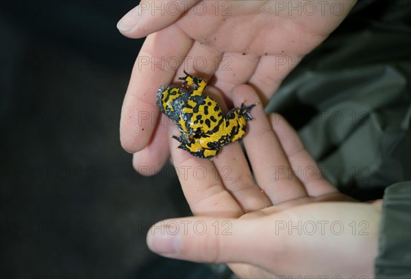 Yellow-bellied toad