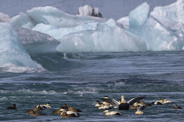 Common eider