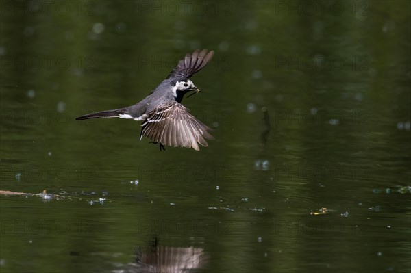 Pied Wagtail