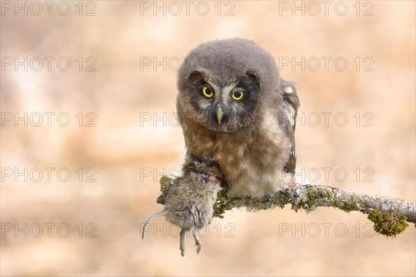 Tengmalm's Owl