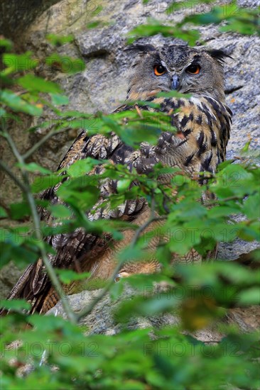 Eurasian Eagle-owl