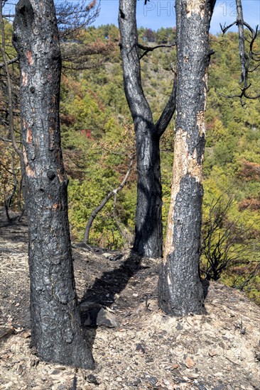 Burnt trees in the Ligurian Mountains near Triora