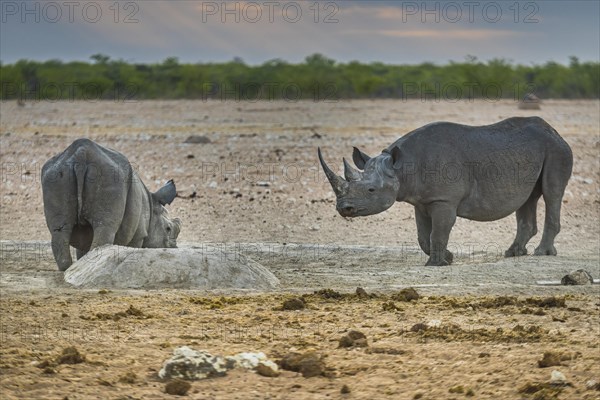 Two black rhinoceroses