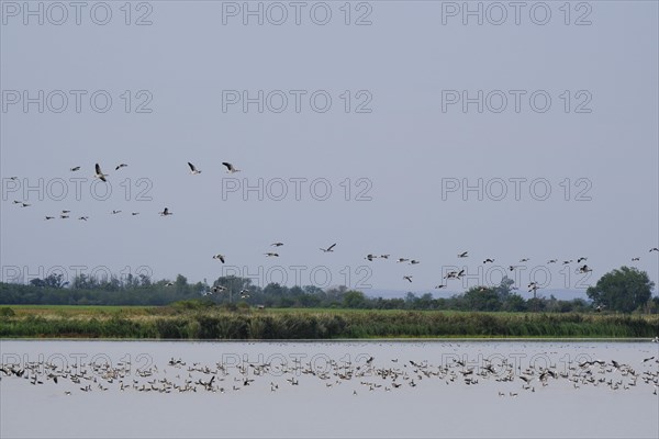 Flock of greylag geese