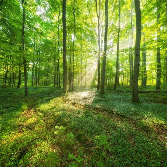 Naturnaher Buchenwald auf dem Hoehenzug Finne