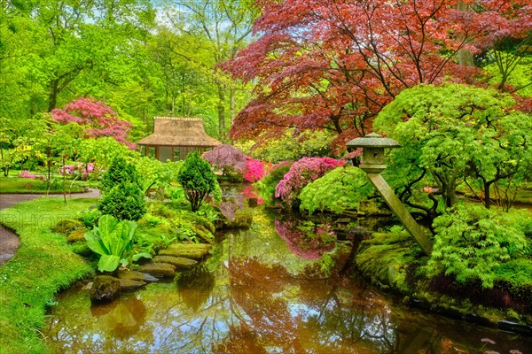 Little Japanese garden after rain