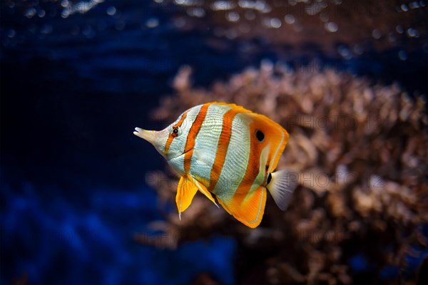 Copperband butterflyfish