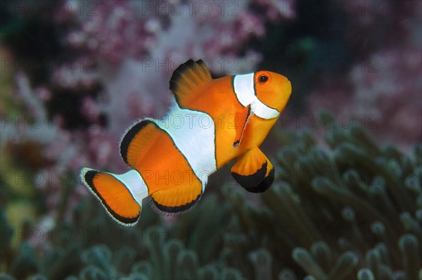 Falscher Anemonenfisch