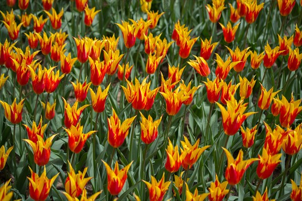 Blooming colorful tulip flowers in garden as floral background