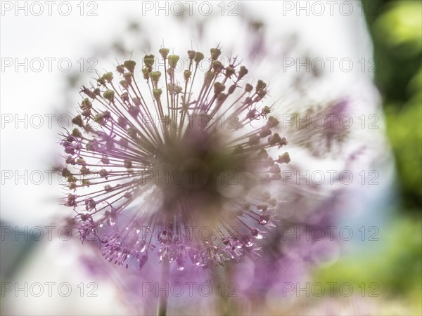 Ornamental leek