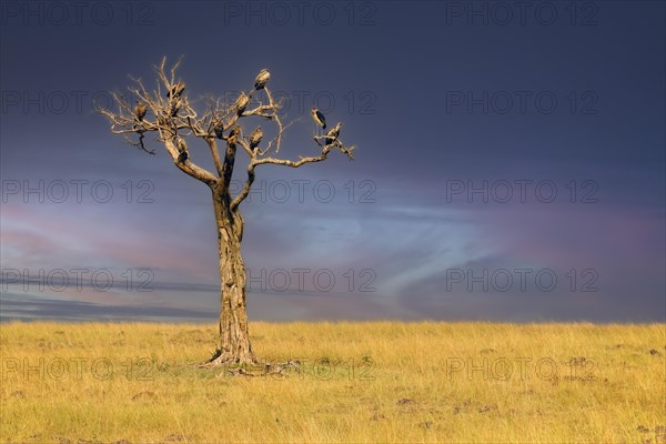 Withered tree with various vulture species in front of a thunderstorm front