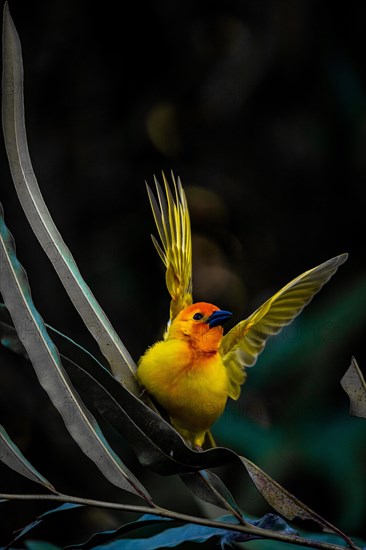 Golden palm weaver