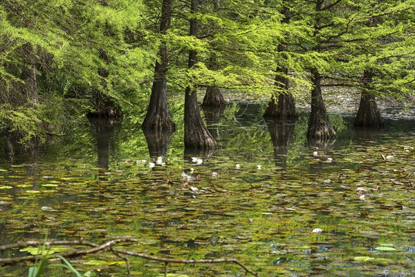 Pond with water lilies