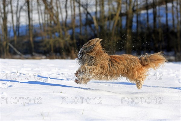 Lhasa Apso running in the snow