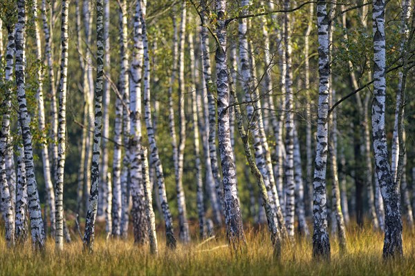 Warty birch