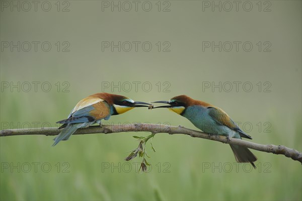 European bee-eater